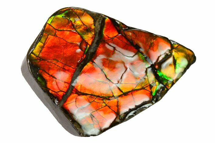 Iridescent Ammolite (Fossil Ammonite Shell) - Alberta, Canada #156731